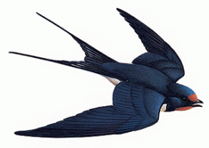 Centauri swallow