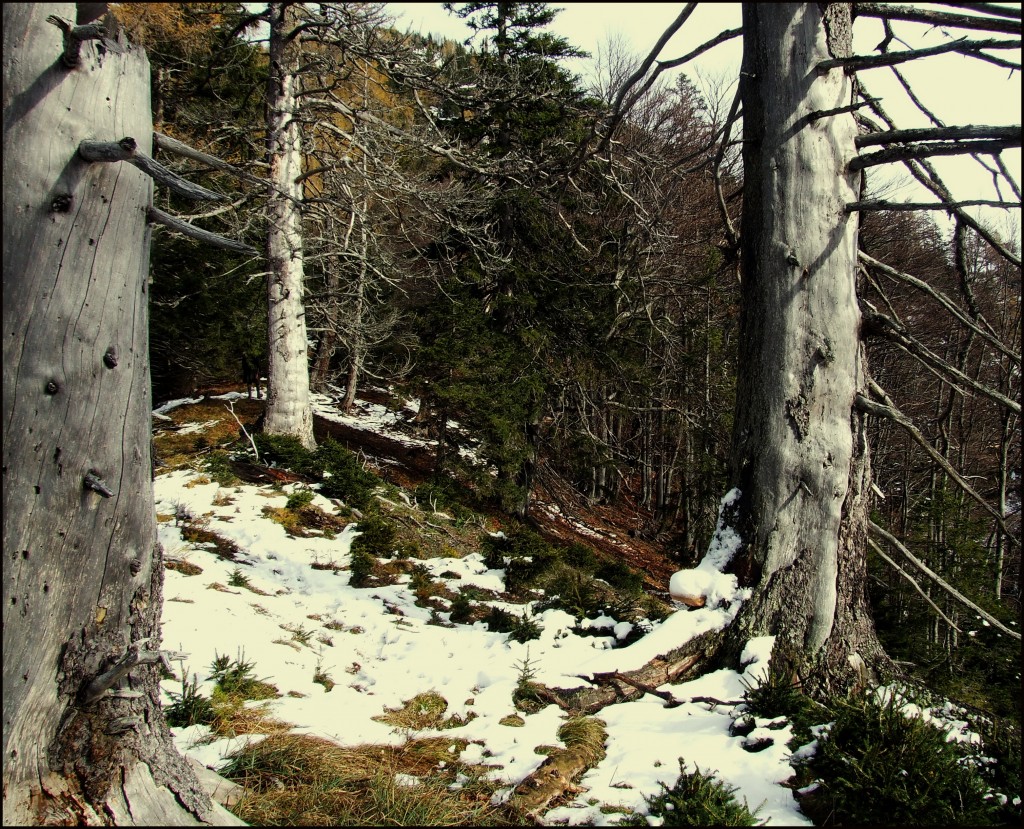 Centauri wood