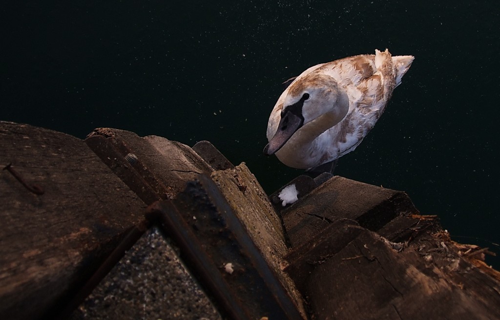 Centauri Ice Swan