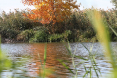 1000 balaton 14