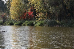 1000 balaton 15