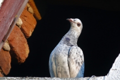 galambok 2 1500