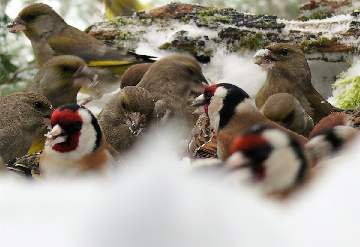 madárfotók birdphotography madáreteté madárvédelem tengelice élet-halál harc birds carduelis