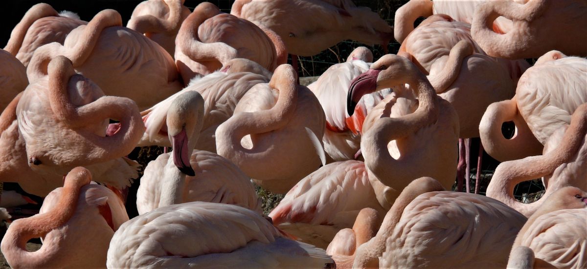 flamingók madárfotó madarak bird birds