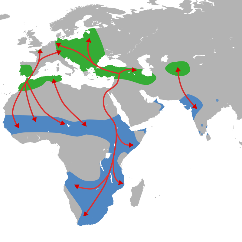 gólya térkép