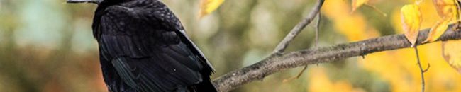 vetési varjú corvus frugilegus gyakorlati madárvédelem