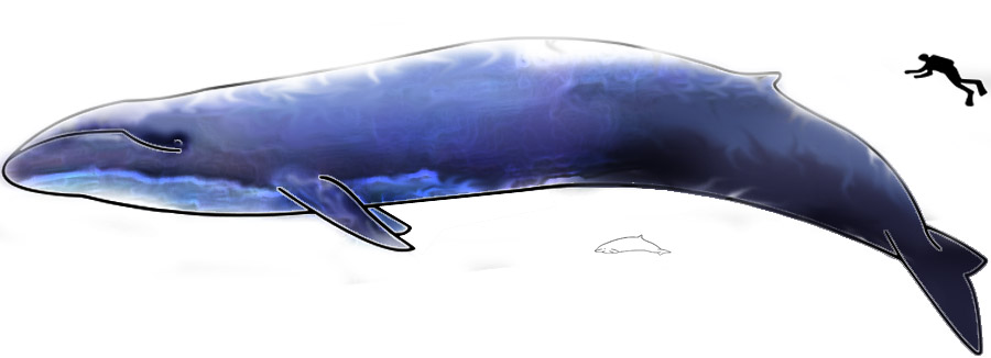 a kék bálna arányai