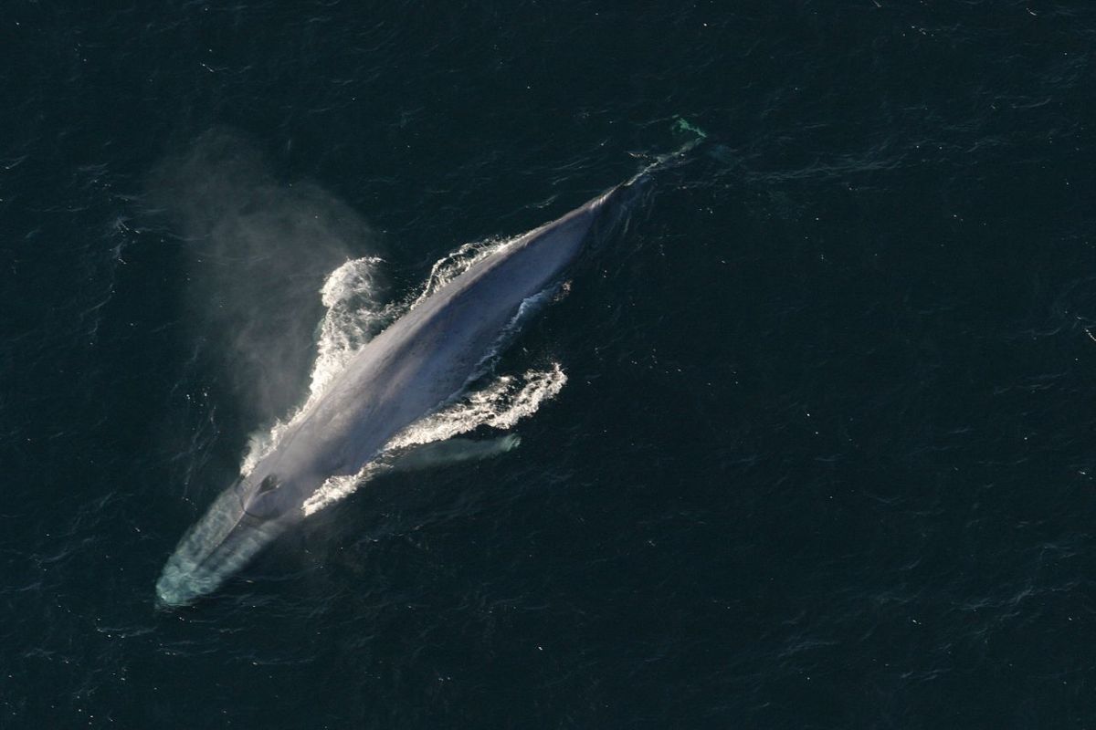 a föld legnagyobb állata a kék bálna