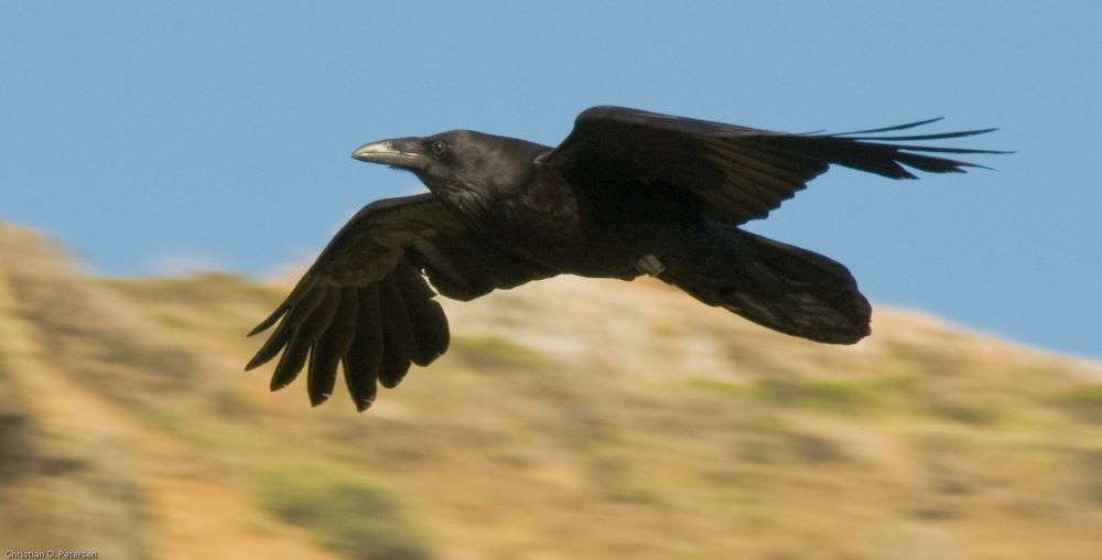 holló corvus corax