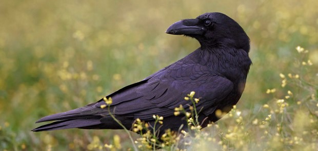 Common raven (Corvus corax) holló