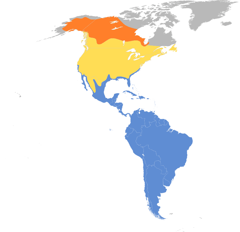 sárgalábú cankó elterjedési területe