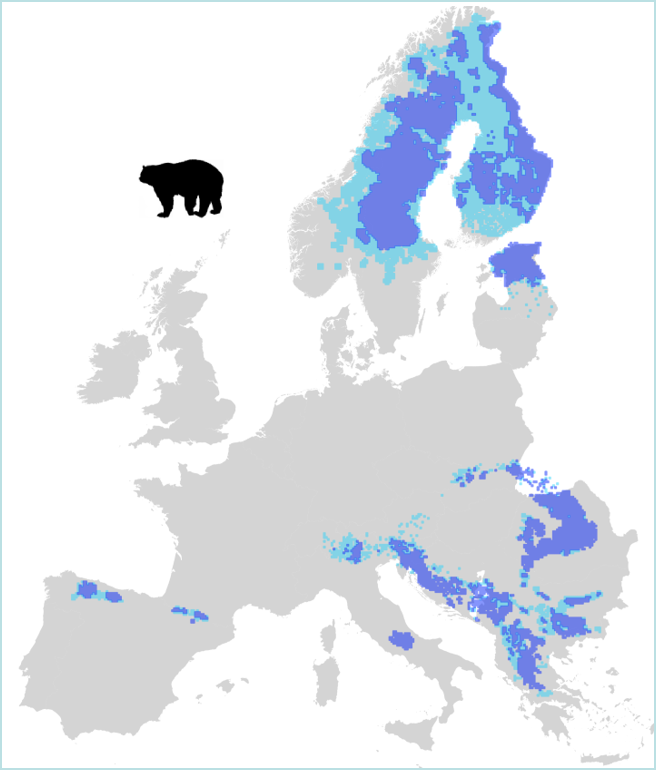 barna medve európában