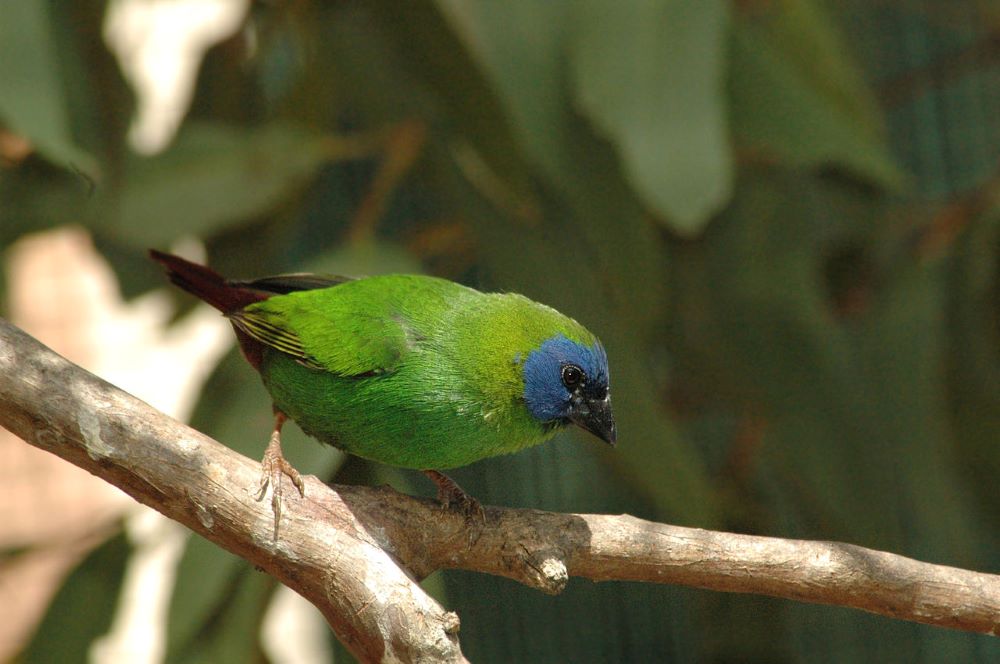 Blue-faced_Parrotfinch kékfejű vagy háromszínű papagájamandina