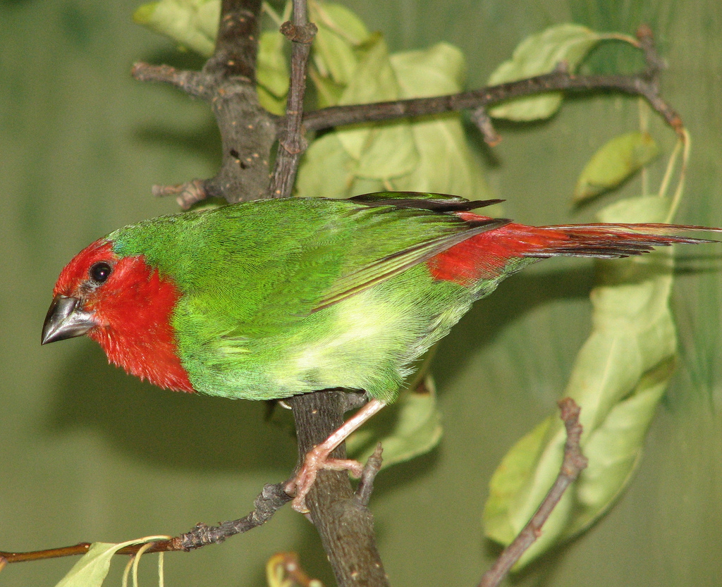 Vörösfejű papagájamandina Red-throated_Parrotfinch