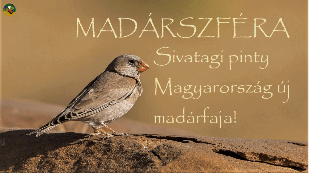 MADÁRVILÁG: Szenzációs új madárfaj Magyarországon! - 2021.05.11.