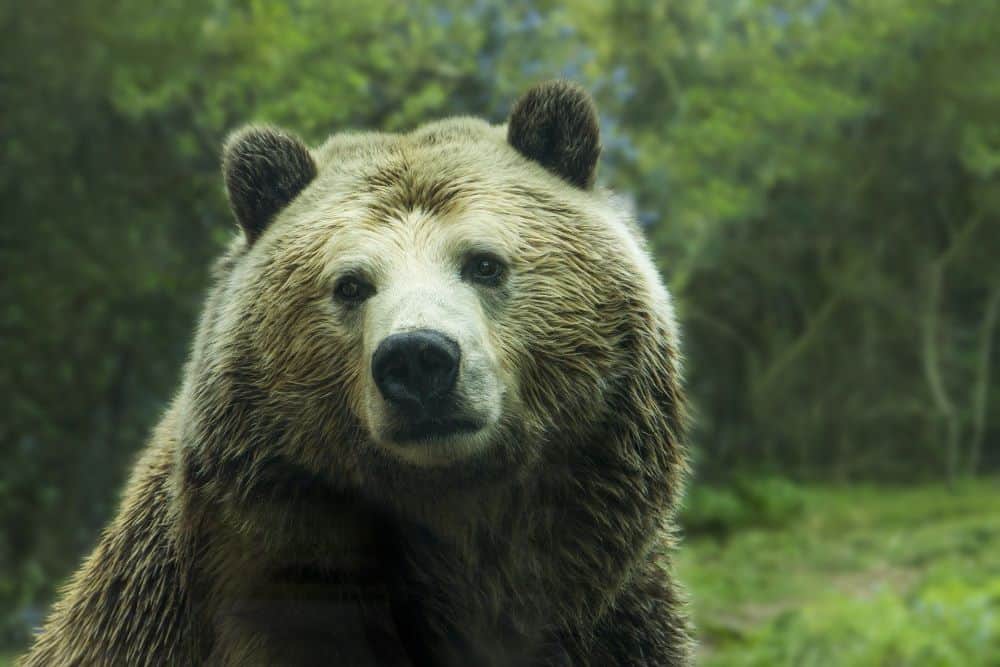 ➡ Which is the largest carnivore on land? - Of course the bear. But the question is not so simple – because which bear is the largest? It depends. - 2021.07.29.
