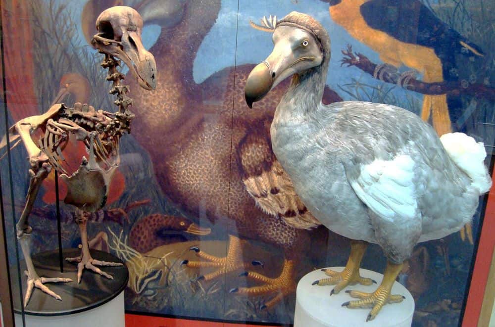 kihalt kipusztított fajok madarak dodó