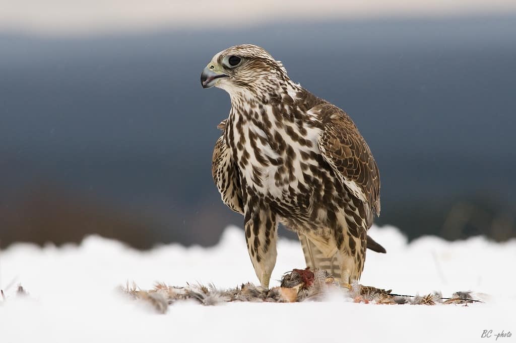 Kerecsensólyom (Falco cherrug)