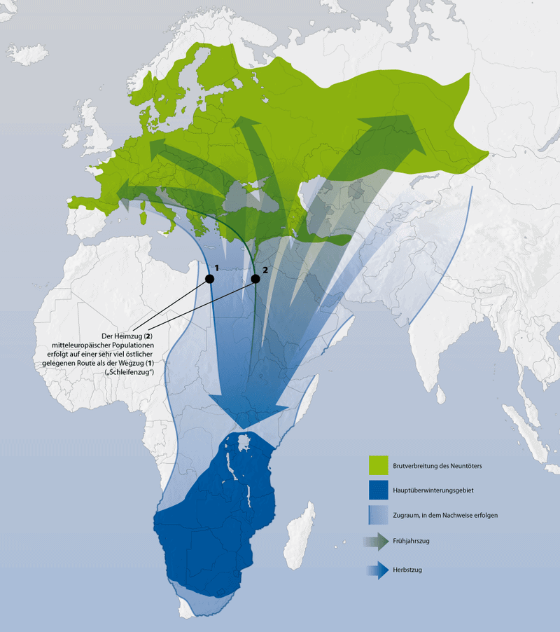Tövisszúró gébics (Lanius collurio) elterjedése Európában és vonulási útvonala