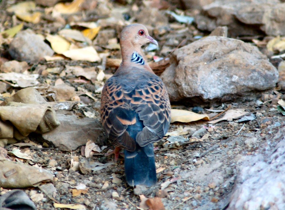 Magyarország madarai - madárfajai : 068 Keleti gerle – Streptopelia orientalis – Oriental Turtle Dove