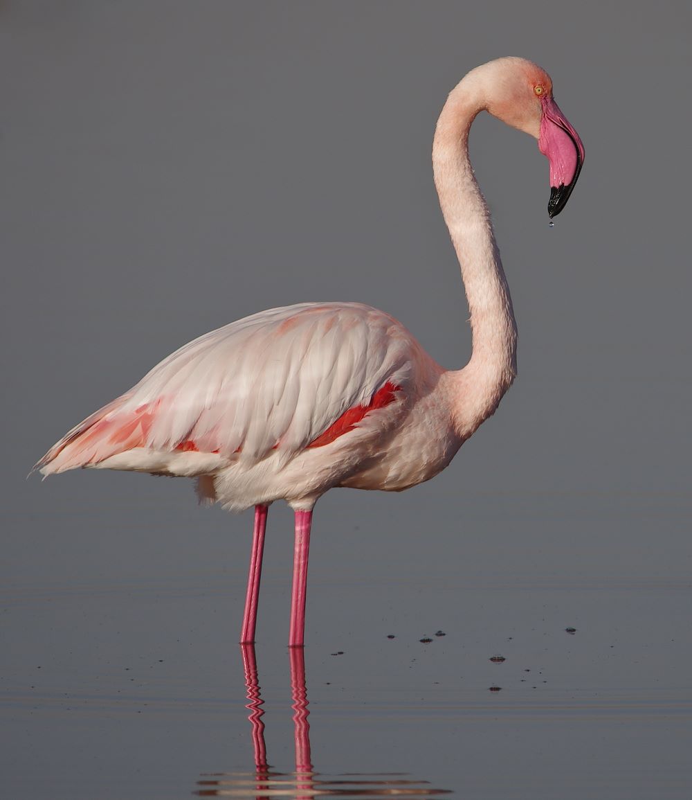 Magyarország madarai - madárfajai : 085. Rózsás flamingó – Phoenicopterus ruber – Greater Flamingo