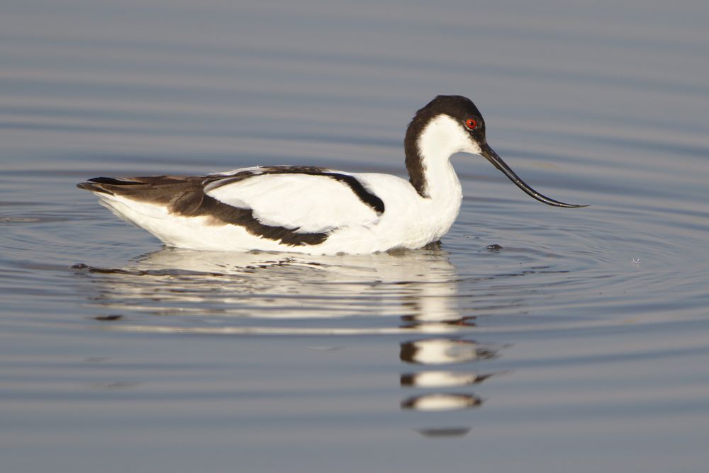 Magyarország madarai - madárfajai : 089. Gulipán – Recurvirostra avosetta – Pied Avocet
