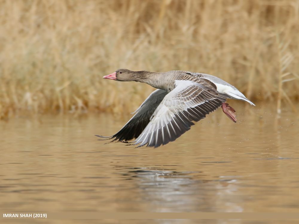 Magyarország madarai 12 Anser anser – Greylag Goose