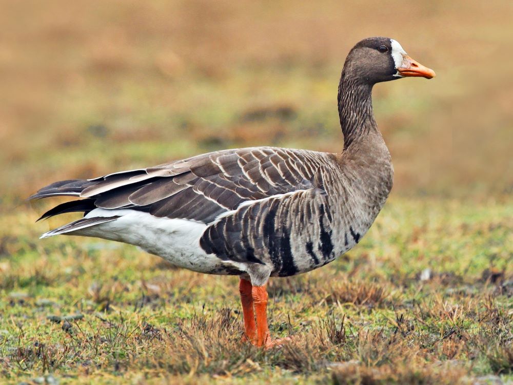 Magyarország madarai madárfajai 16 Anser albifrons – Greater White-fronted Goose
