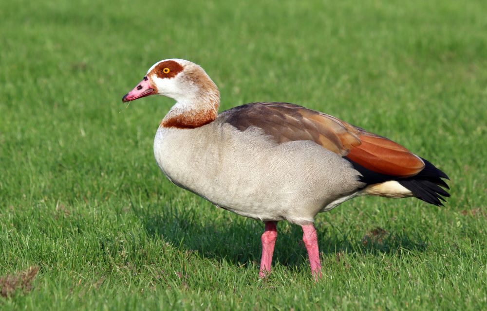 Magyarország madarai madárfajai 21 Alopochen aegyptiaca – Egyptian Goose