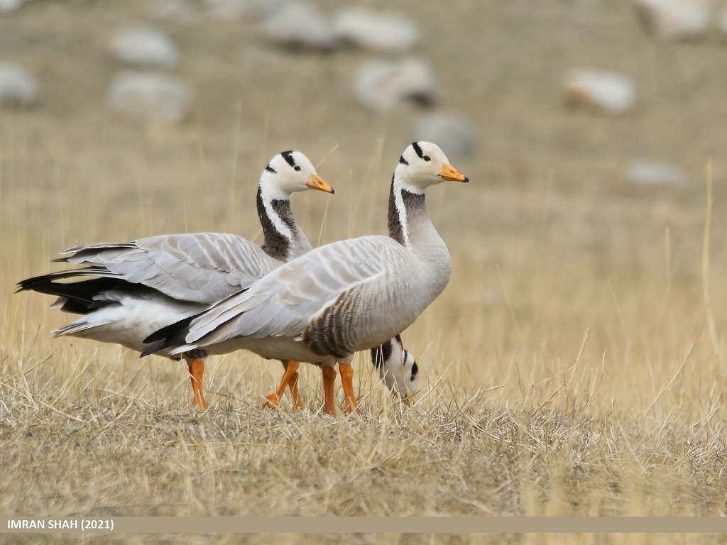 Magyarország madarai 11 Anser indicus – Bar-headed Goose