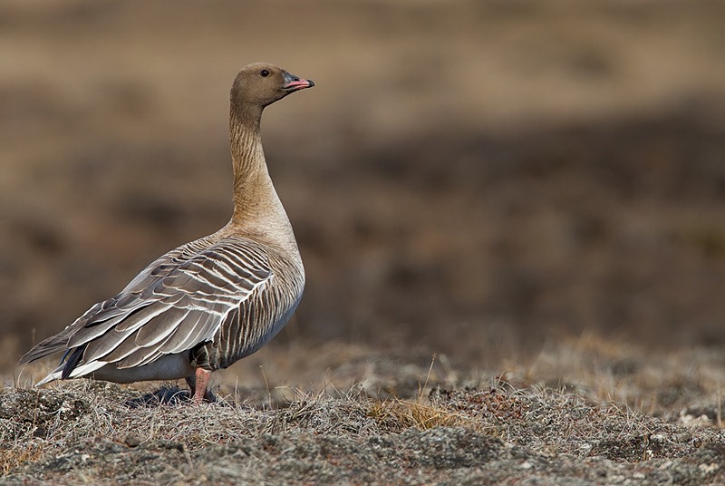 Magyarország madarai madárfajai 14 Anser brachyrhynchus – Pink-footed Goose