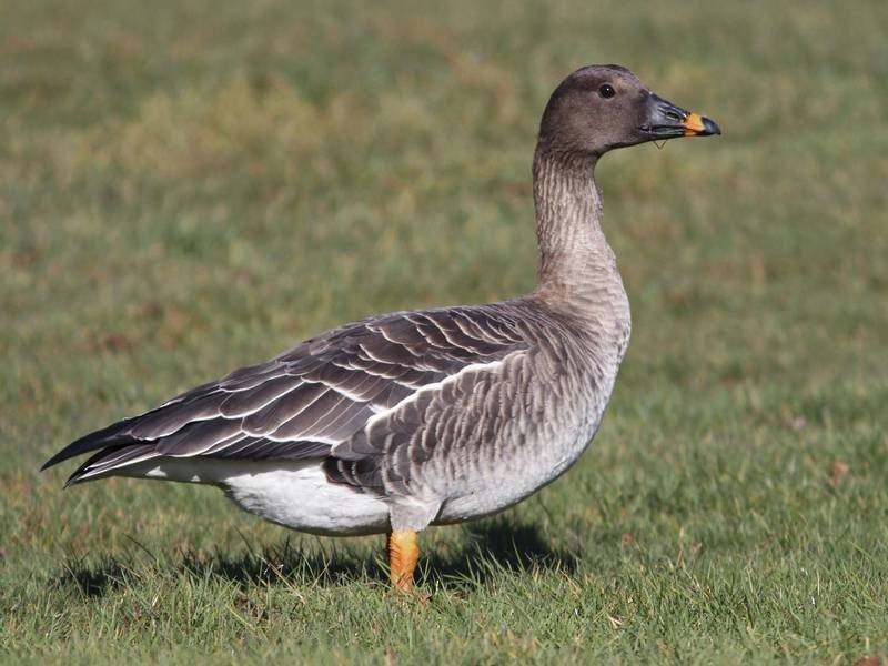 Magyarország madarai madárfajai 15 Anser serrirostris – Tundra Bean Goose