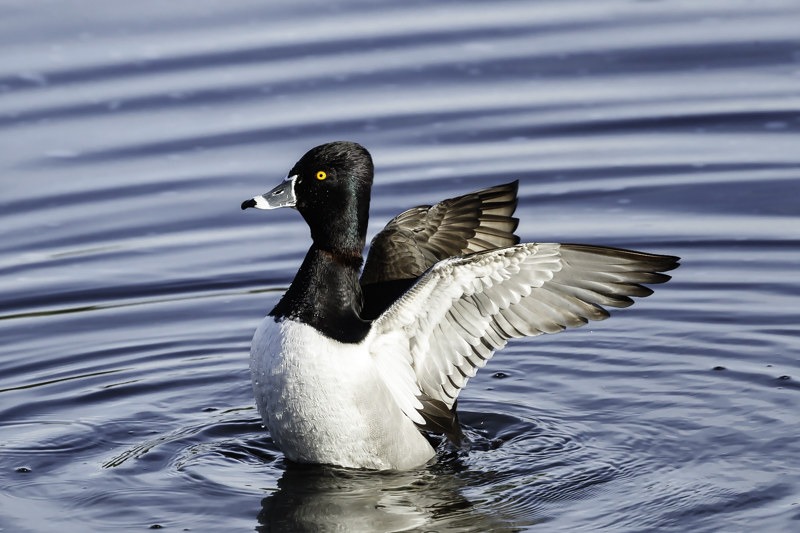 Magyarország madarai, madárfajai : 38. Örvös réce Aythya collaris – Ring-necked Duck