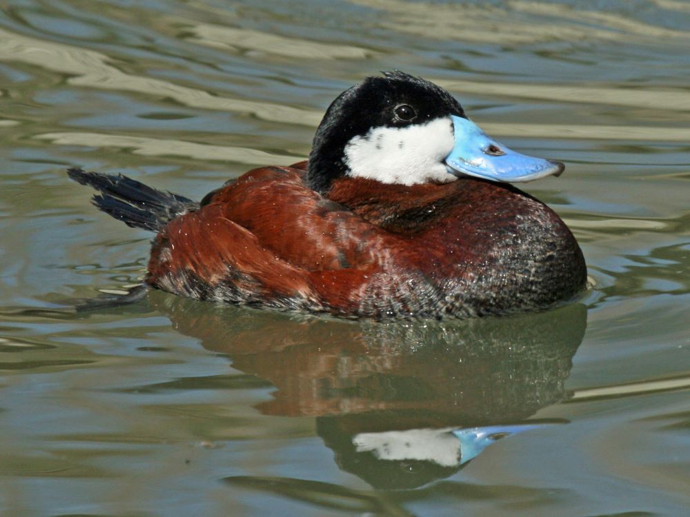 Magyarország madarai - madárfajai : 52. 1000 Halcsontfarkú - Oxyura jamaicensis – Ruddy Duck