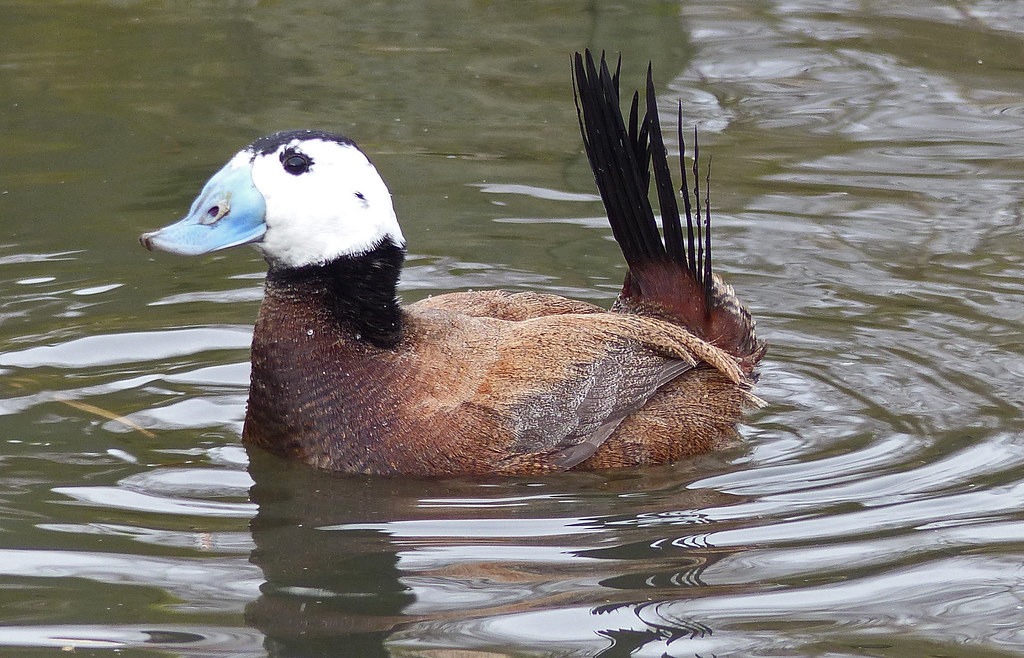 Magyarország madarai - madárfajai : 53. Kékcsőrű réce – Oxyura leucocephala – White-headed Duck