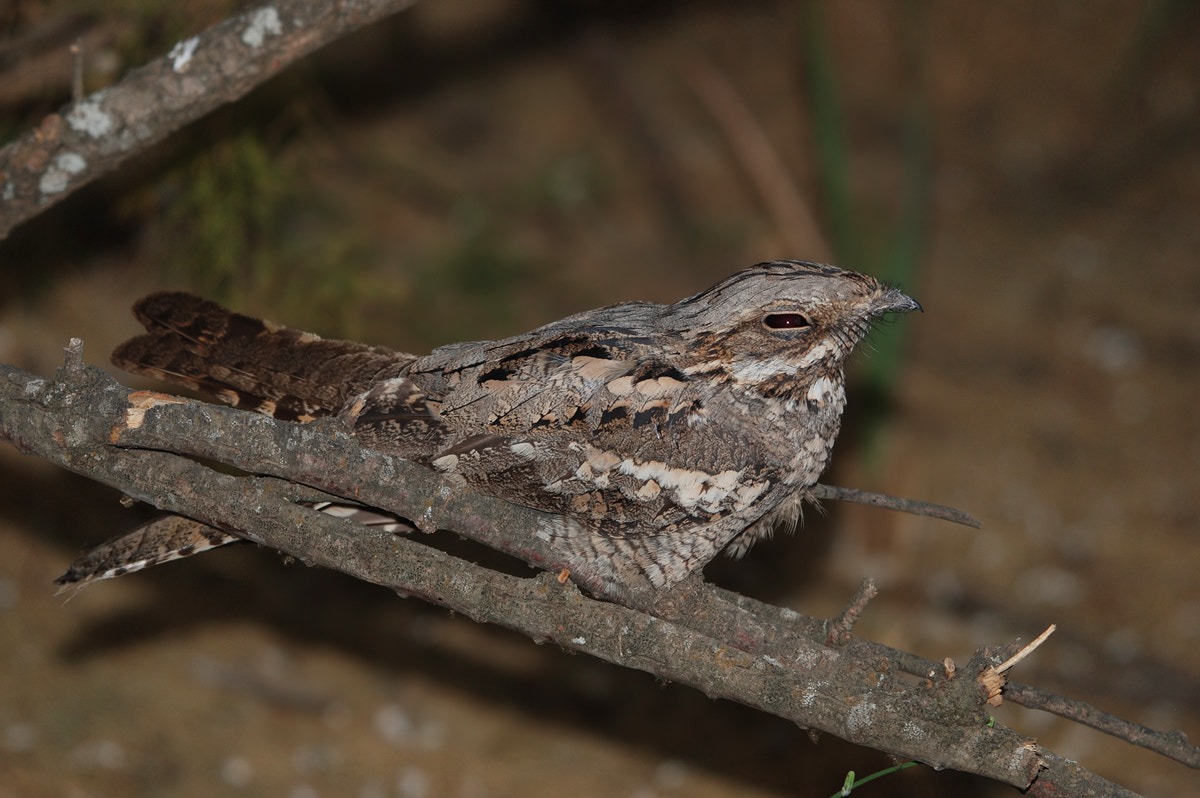 Magyarország madarai - madárfajai : 54. Lappantyú – Caprimulgus europaeus – European Nightjar