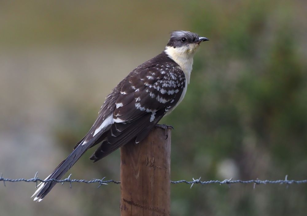 Magyarország madari - madárfajai : 60. 1000 Pettyes kakukk – Clamator glandarius – Great Spotted Cuckoo