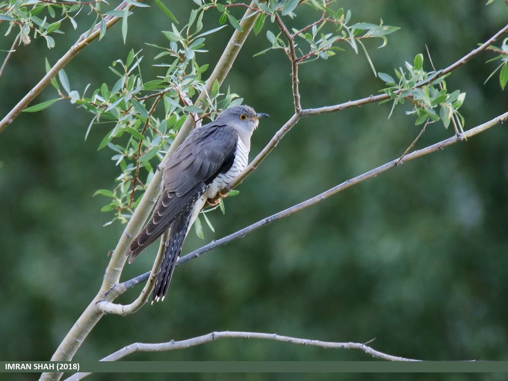 Magyarország madarai - madárfajai :  61. 1000 Kakukk – Cuculus canorus – Common Cuckoo