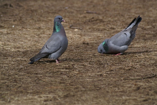Magyarország madarai - madárfajai : 65. Kék galamb – Columba oenas – Stock Dove