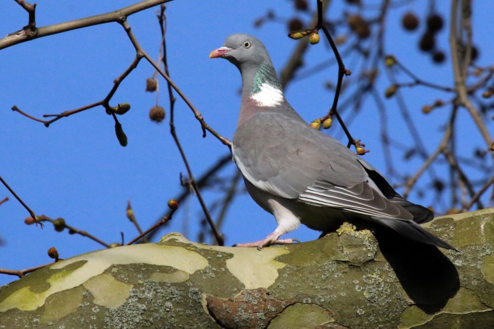 Magyarország madarai - madárfajai : 66. 1000 Örvös galamb – Columba palumbus – Common Wood Pigeon