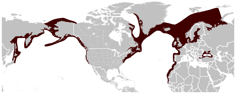 barna delfin elterjedés térkép Fekete-tenger