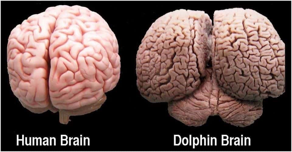 ember és delfin agy
