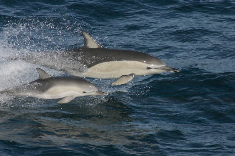 közönséges delfin