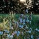 White campion