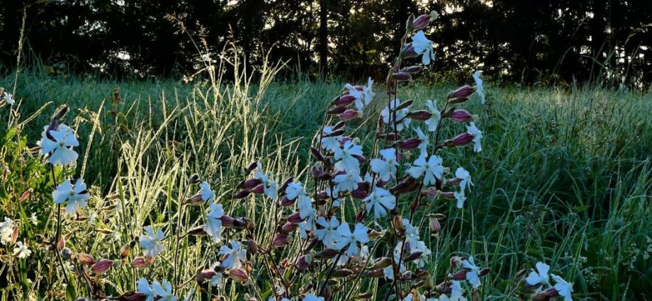 White campion