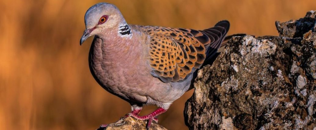 European turtle dove