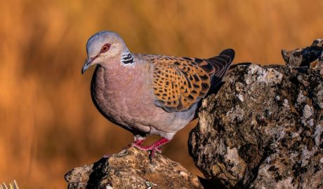 European turtle dove