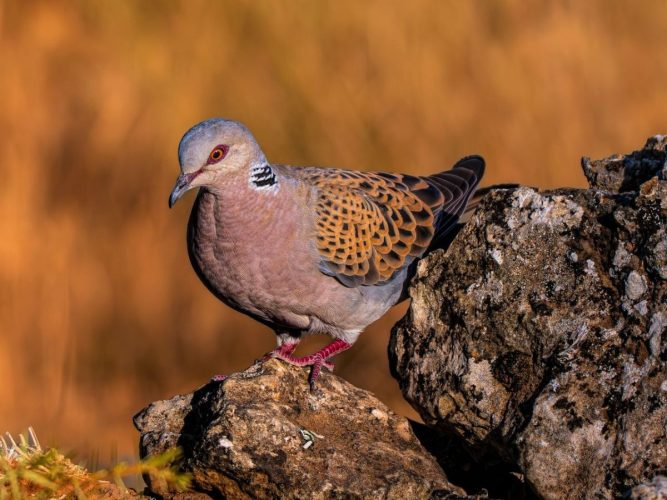 European turtle dove