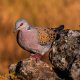 European turtle dove