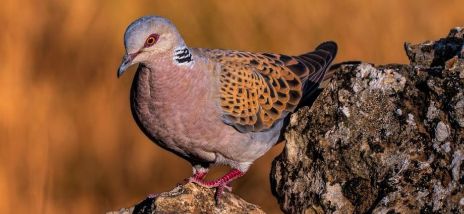 European turtle dove